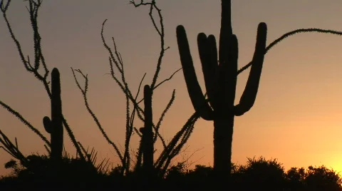 Ocotillo and Saguaro Cactus in Desert at Sunrise in Scottsdale, Arizona Stock Footage
