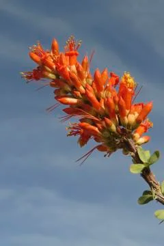 Ocotillo Bloom Stock Photos