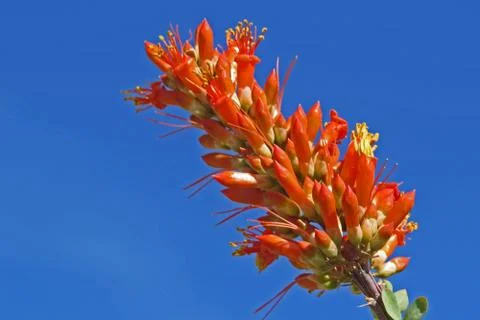 Ocotillo Bloom Stock Photos