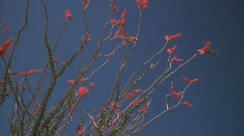 Ocotillo blooms Stock Footage 540264