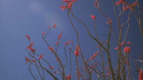 Ocotillo blooms pan Stock Footage 540239