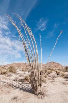 Ocotillo cactus Stock Photos