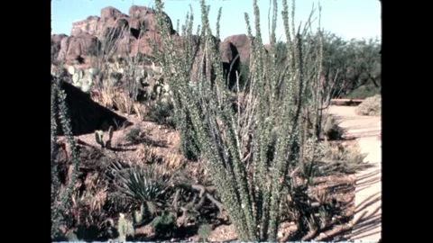 Ocotillo in Desert Stock Footage 276290457