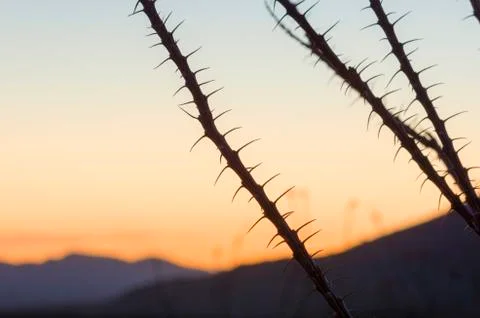 Ocotillo at Sunset Stock Photos