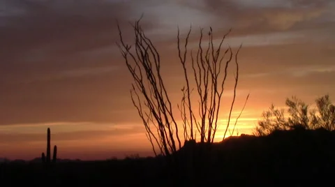 Ocotillo Tree sunset in the Superstition Mountains, Arizona Stock Footage 48905317