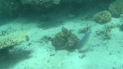 Octopus 1 Stock Footage 903158