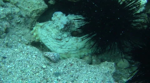 Octopus 2 Stock Footage 903163