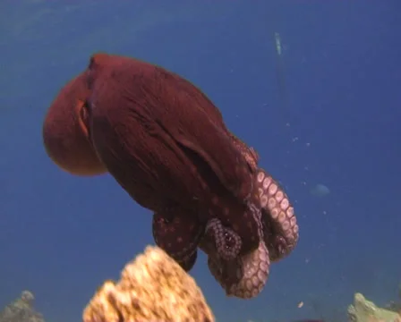Octopus (2) Stock Footage 30130808