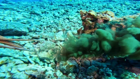 OCTOPUS 3 Stock Footage 244683139