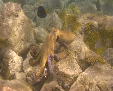 Octopus (4) Stock Footage 30131246