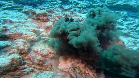 OCTOPUS 4 Stock Footage 244683146