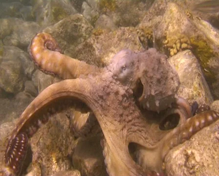 Octopus (5) Video stock 30132837