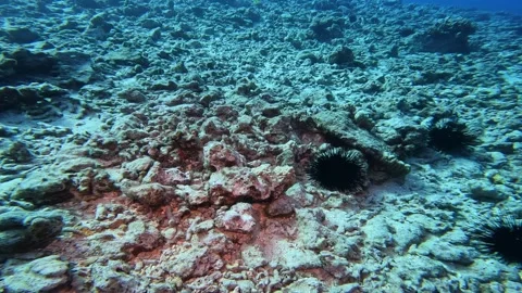 OCTOPUS 5 Stock Footage 244683080