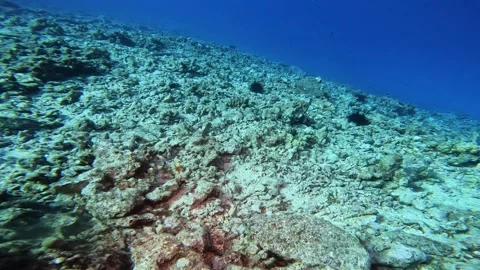OCTOPUS 6 Stock Footage 244683152