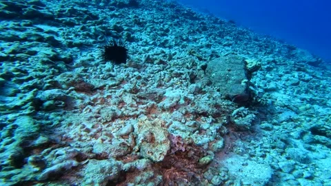 OCTOPUS 7 Stock Footage 244683068