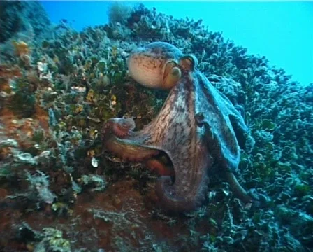Octopus and bubbles (D073) 動画素材 146064