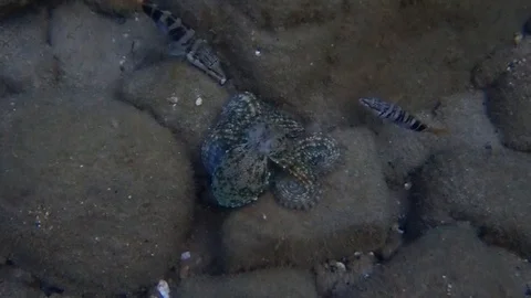 Оctopus and painted combers Stock Footage 100177558