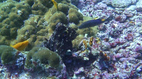 An octopus and some fish are teaming up, hunting together to find small Stock Footage 103589682