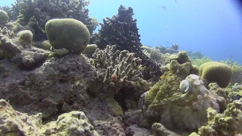 Octopus are mating. Video stock 78210102
