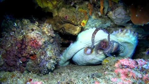 Octopus are mating in Lembeh strait Indonesia Stock Footage 79302822