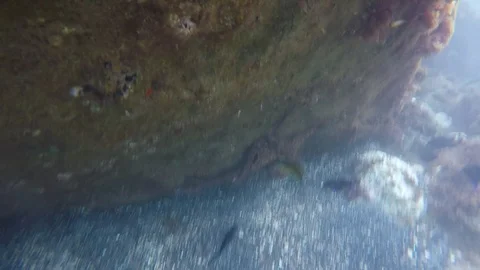 Octopus attacks moray eel Stock Footage 109268358