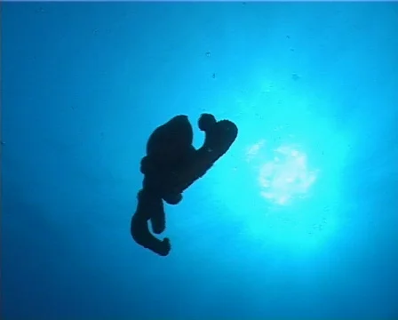 Octopus back-light (D227) 動画素材 152607