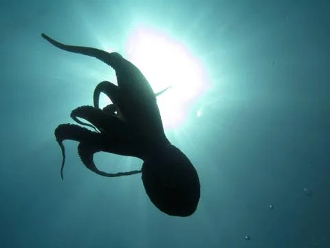 Octopus back-light Stock Photos
