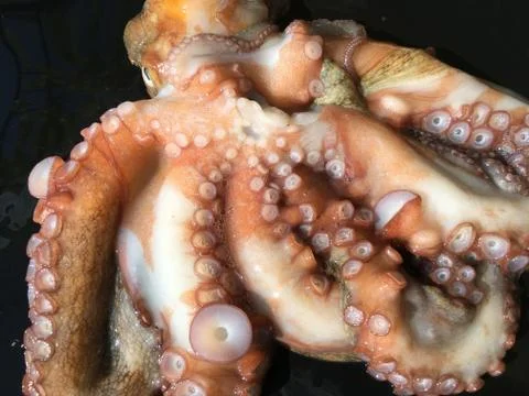 Octopus background unit isolate 스톡 사진