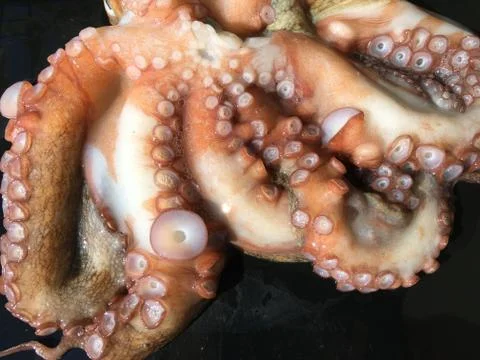 Octopus background unit isolate 스톡 사진