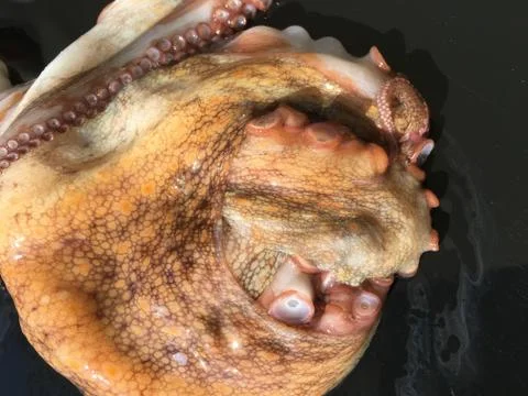 Octopus background unit isolate Stock-Fotos