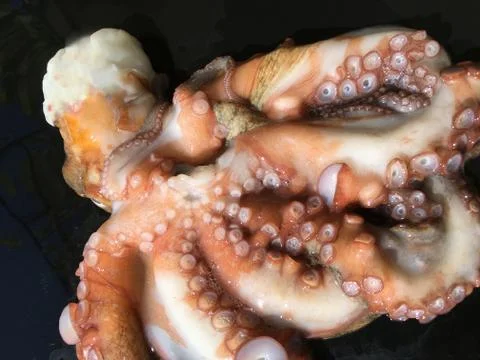 Octopus background unit isolate Stock Photos