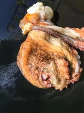 Octopus background unit isolate Stock Photos