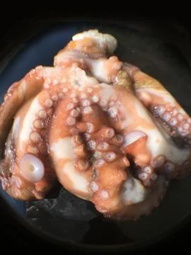 Octopus background unit isolate Stock-Fotos