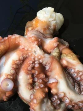 Octopus background unit isolate Stock Photos