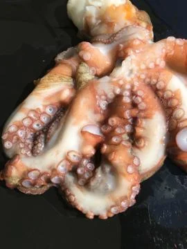 Octopus background unit isolate Stock-Fotos