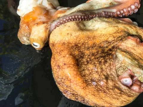 Octopus background unit isolate Stock Photos