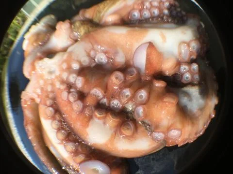Octopus background unit isolate 스톡 사진