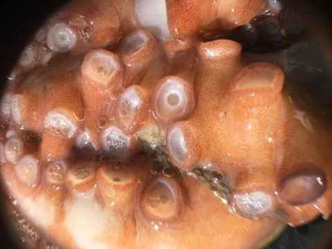 Octopus background unit isolate 스톡 사진