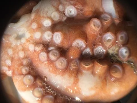 Octopus background unit isolate 스톡 사진