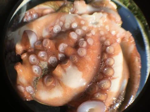 Octopus background unit isolate Stock Photos