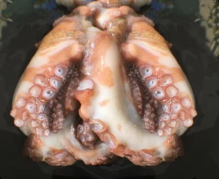 Octopus background unit isolate Stock Photos