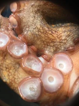 Octopus background unit isolate Stock Photos