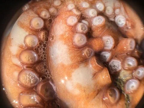 Octopus background unit isolate Stock Photos