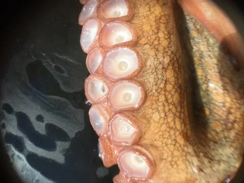 Octopus background unit isolate Stock Photos