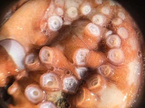 Octopus background unit isolate Stock Photos