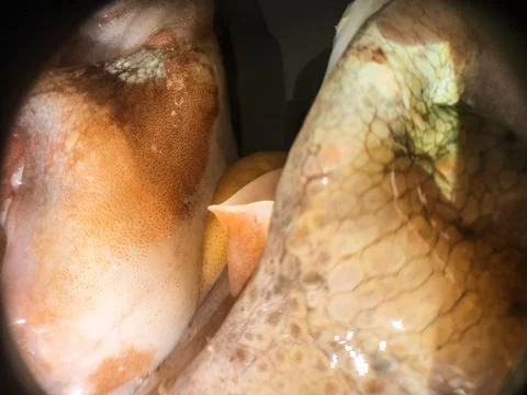 Octopus background unit isolate Stock Photos