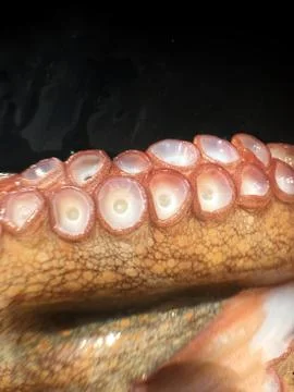 Octopus background unit isolate Stock Photos