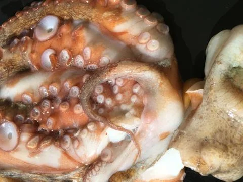 Octopus background unit isolate Stock Photos