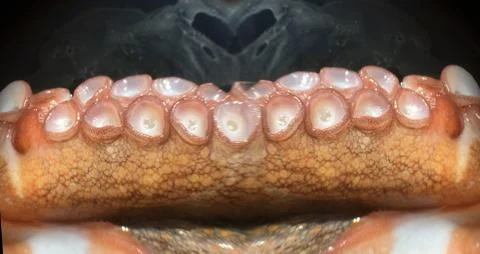 Octopus background unit isolate Stock Photos