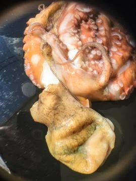 Octopus background unit isolate Stock-Fotos